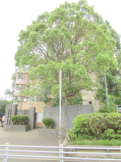 グラン　コートハイツのその他|松戸市立河原塚小学校