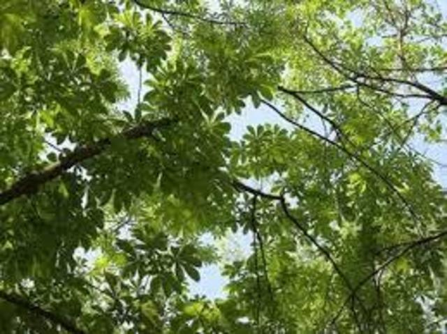 ＳＡＫＵＲＡ　ＡＶＥＮＵＥのその他|しょうぶ公園