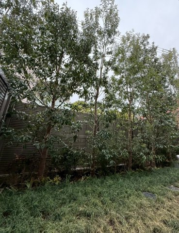 グランドメゾン渋谷大山町の庭|緑豊かな植栽でプライバシー性◎