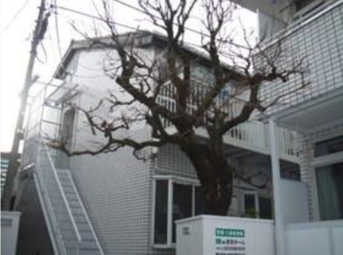 ブリティホワイトパレス２