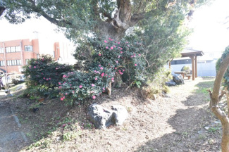 【庭】 | 鹿屋市打馬2丁目　中古戸建