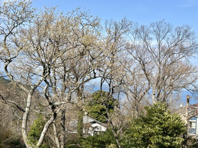 伊東市　川奈の展望