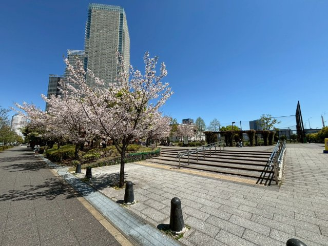 【晴海緑道公園】晴海こども園の西側に位置しており、春は暖かな気候と色鮮やかな桜・緑に触れられ、子供たちのみならずご家族の憩いの場として利用されています。
