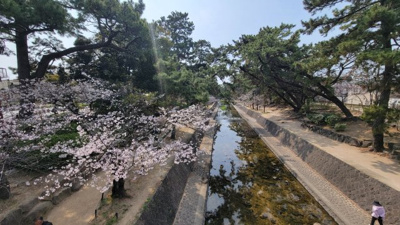 【周辺】 | イトーピア夙川結善町 | 夙川河川敷
