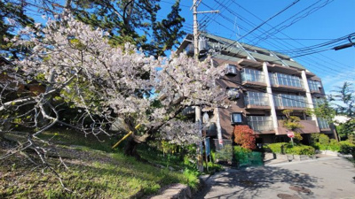 【外観】 | イトーピア夙川結善町 | 春には桜が咲き誇る夙川沿いのマンションです