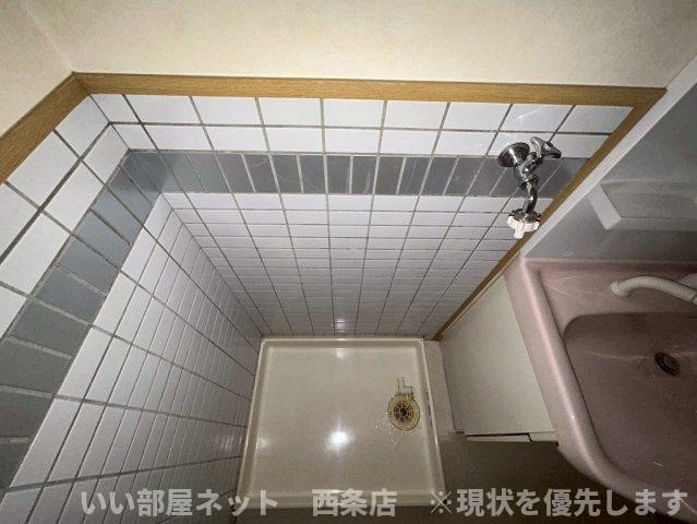 マルイカトレアのその他