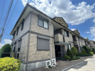 Y-グレースの画像