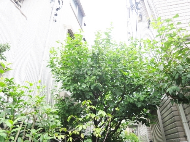 テラス・ミモザのその他|緑があって癒されますね☆