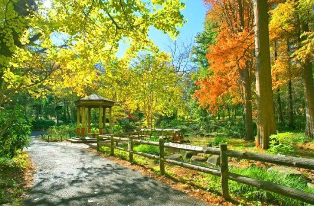 【周辺】 | フォルス学芸大学ラクシーズ | 林試の森公園