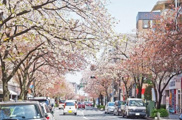 メイツ桜新町の画像
