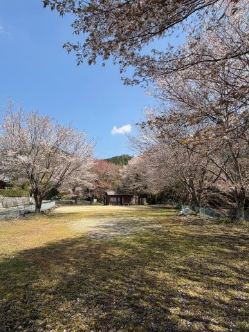 吉野郡吉野町大字志賀　中古戸建の周辺|物件後ろの公園!(^^)!　桜が綺麗です(^^)/