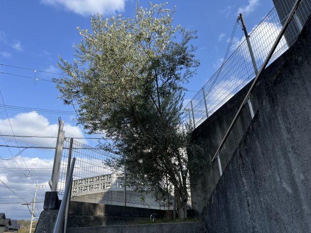 熊取町つばさが丘東1丁目　中古戸建のその他|オリーブの木です。