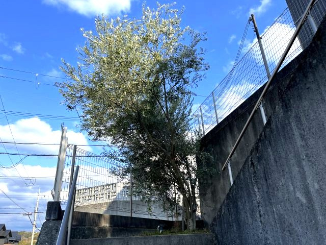 熊取町つばさが丘東1丁目　中古戸建のその他|オリーブの木です。
