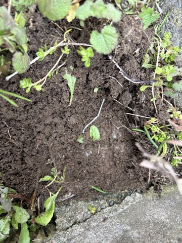 見附市熱田町354番地3　土地の外観|建物外観を気になさる方へ、見た目の良い物件です