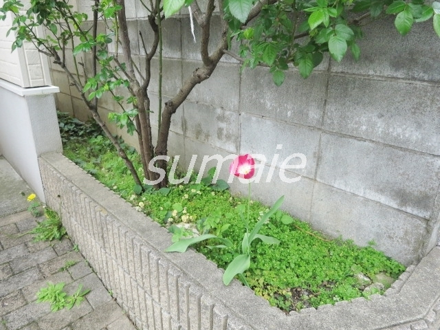 ローズハイムのその他|お花がキレイに咲いてます☆