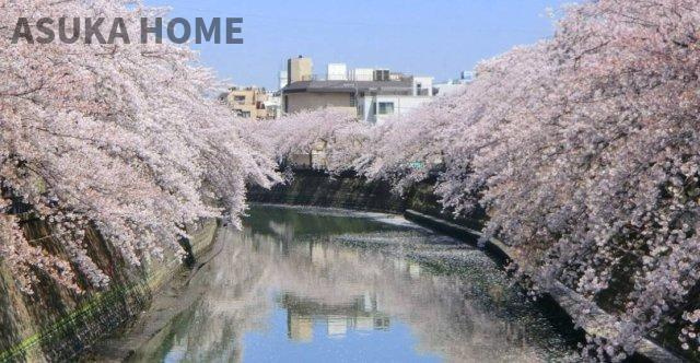 アストラル上大岡のその他|大岡川沿いは500本の桜の木が植えられ桜の名所として人気のスポットです♪
