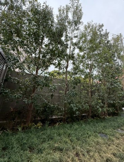 【庭】 | グランドメゾン渋谷大山町 | 緑豊かな植栽でプライバシー性◎