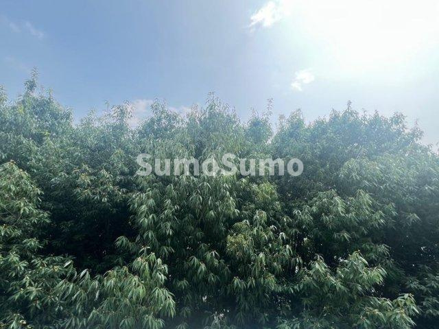 ビューテラス岡本の展望
