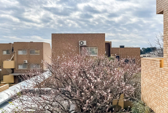 インペリアル菊名の外観|お庭のあるおうちの梅満開の香りの中を歩きながらお部屋まで歩ける歩道がありますよ