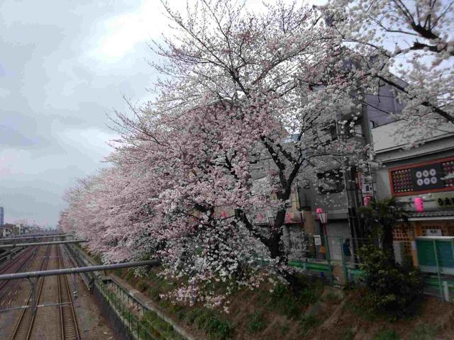 チェリーヒル東中野の展望|線路沿い桜並木まで10m