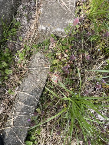 高島市安曇川町三尾里160坪土地のその他|北西側境界杭