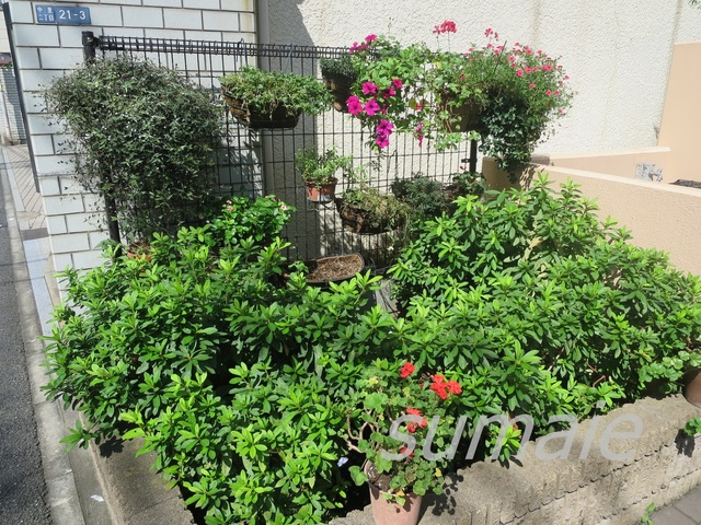 ジャルダンド駒込のその他|植栽です☆