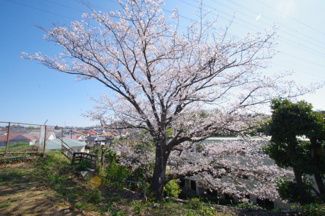 【周辺】 | 令和8年4月3日撮影