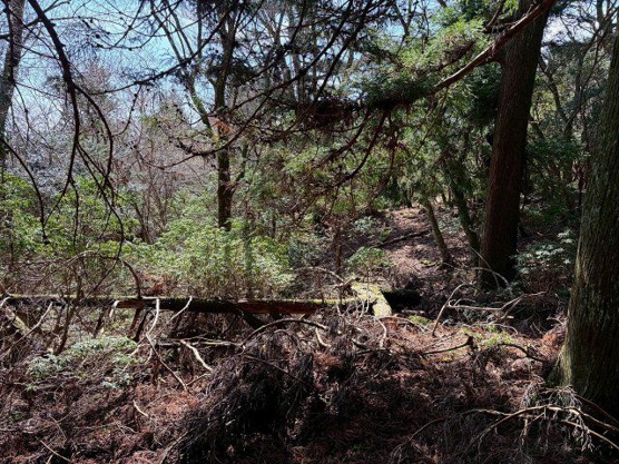 【外観】 | 東急天城高原別荘地　売地