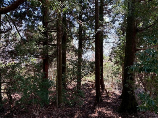 【外観】 | 東急天城高原別荘地　売地