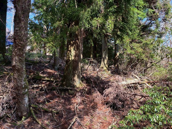 【外観】 | 東急天城高原別荘地　売地