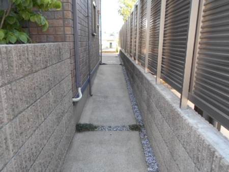プルメリアの周辺
