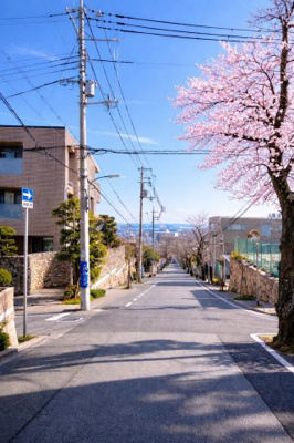 【周辺】 | グランステイツ六甲・桜通