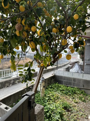 西舞子5丁目一戸建ての庭