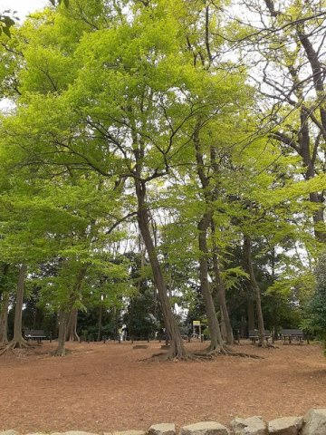エクセルハイツの周辺|どんぐり山の森緑地まで128m
