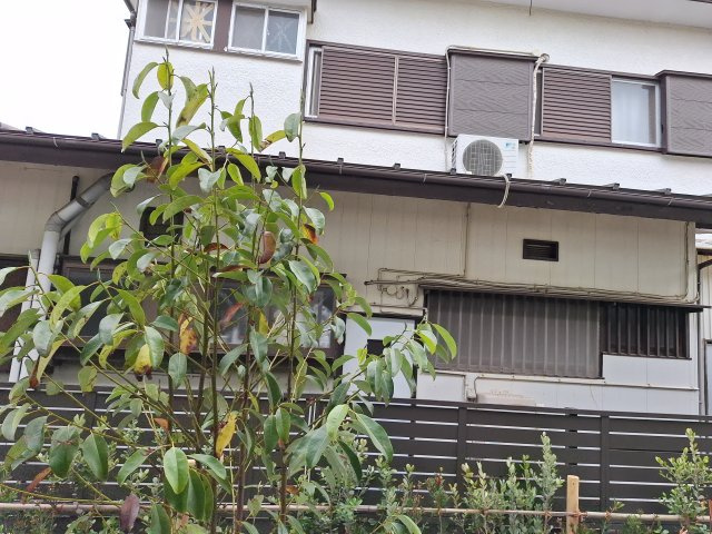 （シニア限定）BLUE・FORESTの展望