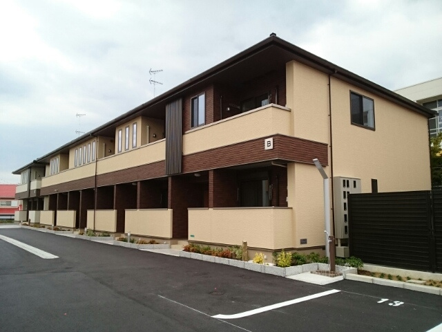 カンファーツリーB