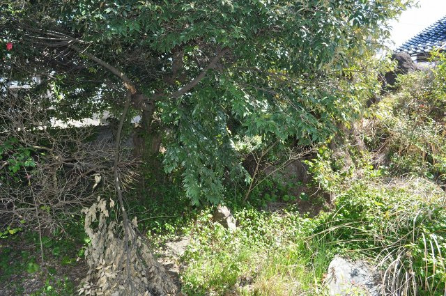 米子市上後藤6-4-1の庭|塀と植栽を除去すれば、駐車台数を増やせます。