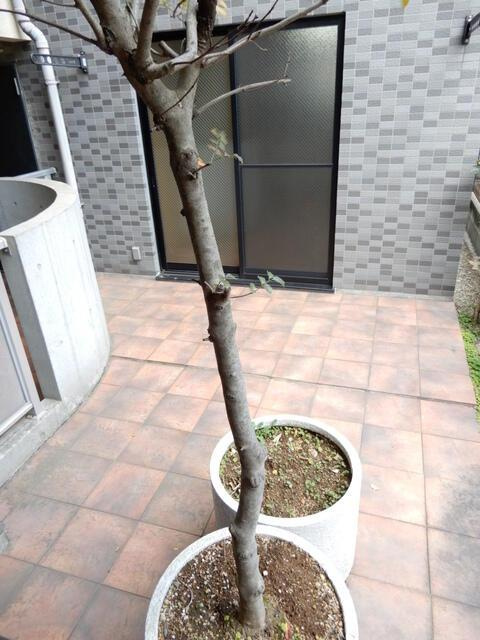 ストーン目黒のその他共用部分|エントランス植栽 