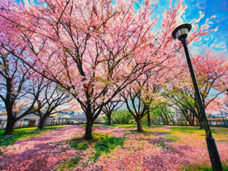 【展望】 | 船橋市芝山5丁目　新築戸建 | 毎年の春が待ち遠しい景色が広がる物件です