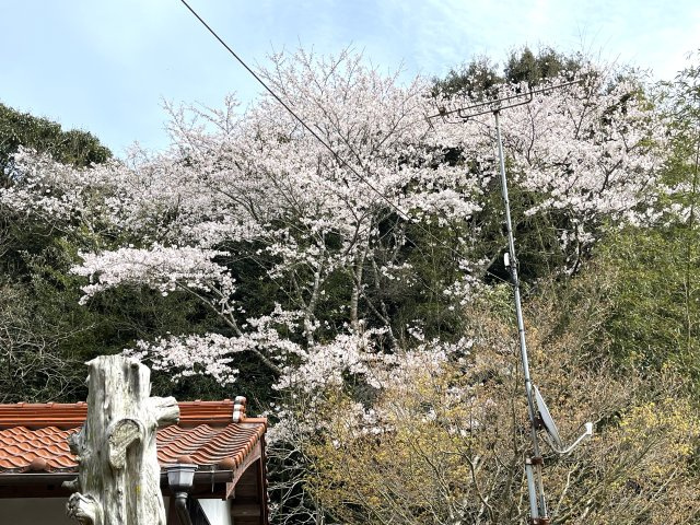 【展望】 | 農地山林付き　万倉小学校に通える平屋中古住宅　宇部市大字東須恵 | 自宅でお花見