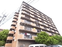 シロハイヌ今米の画像