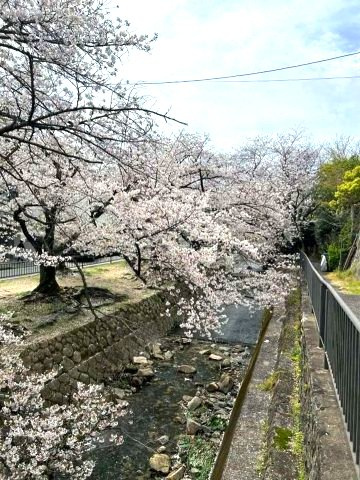 東急・ドエルアルス苦楽園桜町A棟の周辺