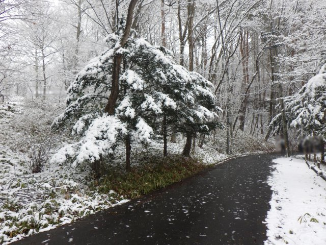 うぐいすの森別荘地③の前面道路含む現地写真