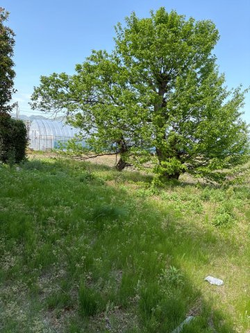 灘分町　戸建の庭|正面右側
