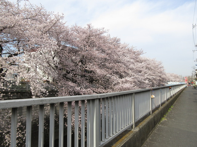 さくらハウスのその他|石神井川