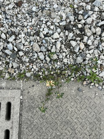 古閑中町土地の外観