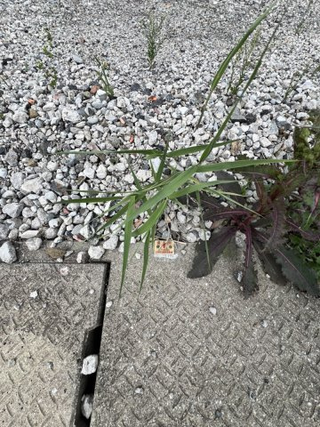 古閑中町土地の周辺