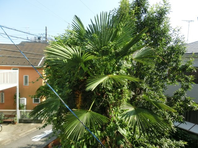 【展望】 | 小野ハイツ | 緑豊かな住環境。