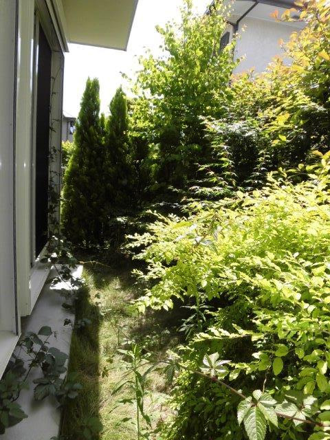 若松戸建の庭