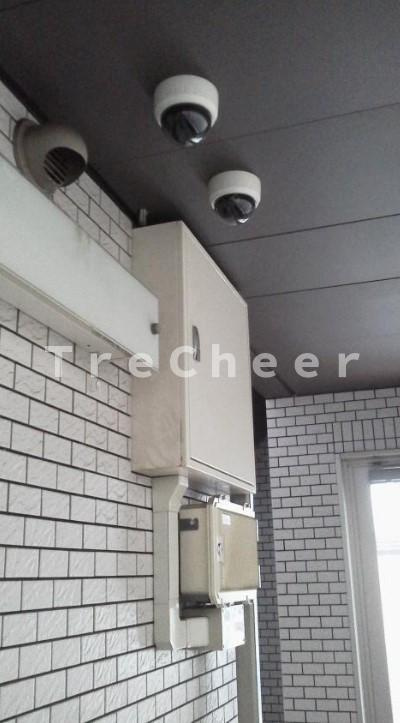 グリーンシーダのその他